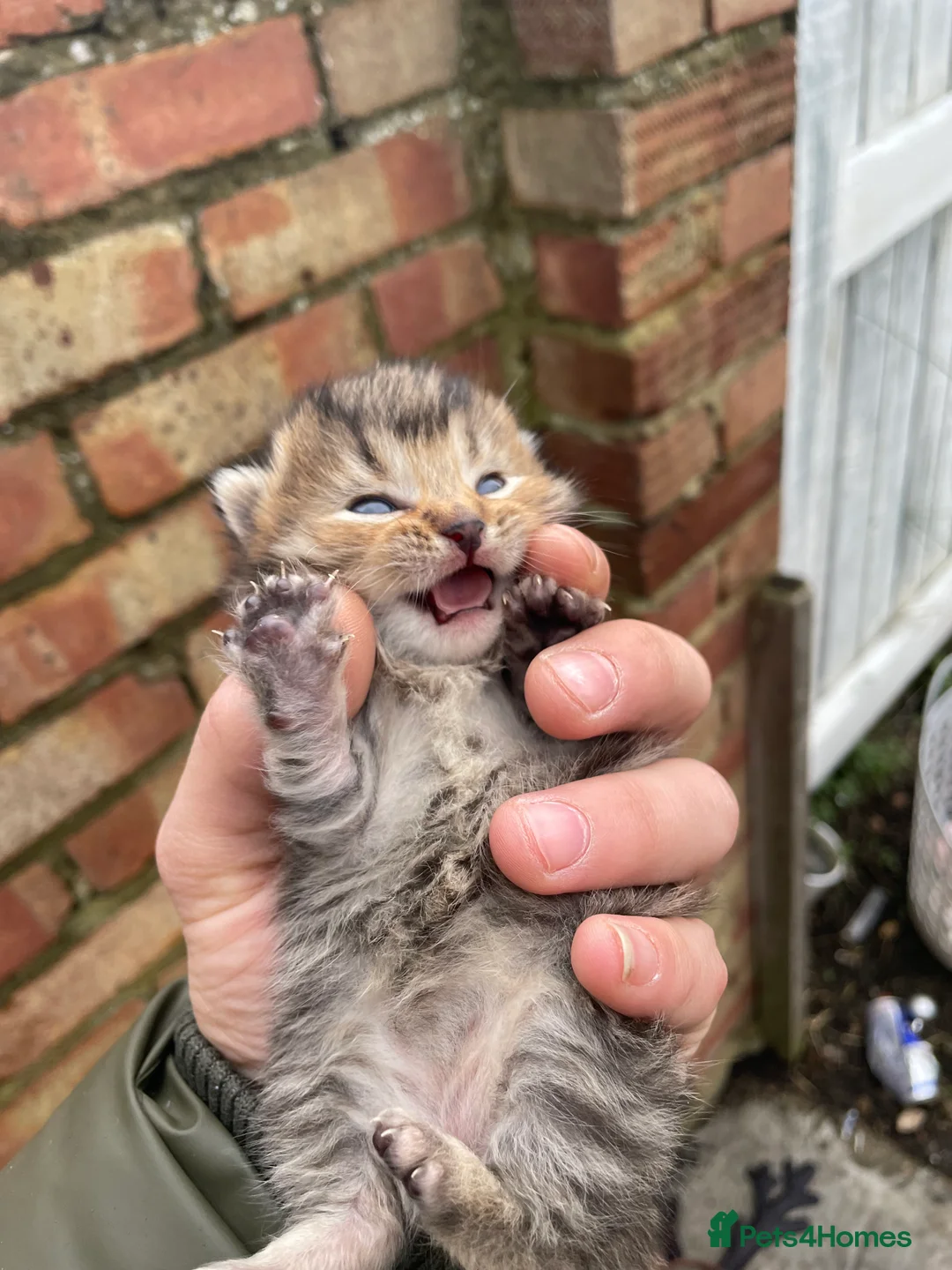 British Shorthair cats for sale: British Shorthair - Advert 1