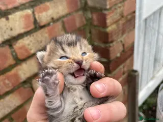 British Shorthair cats British Shorthair - Advert 5