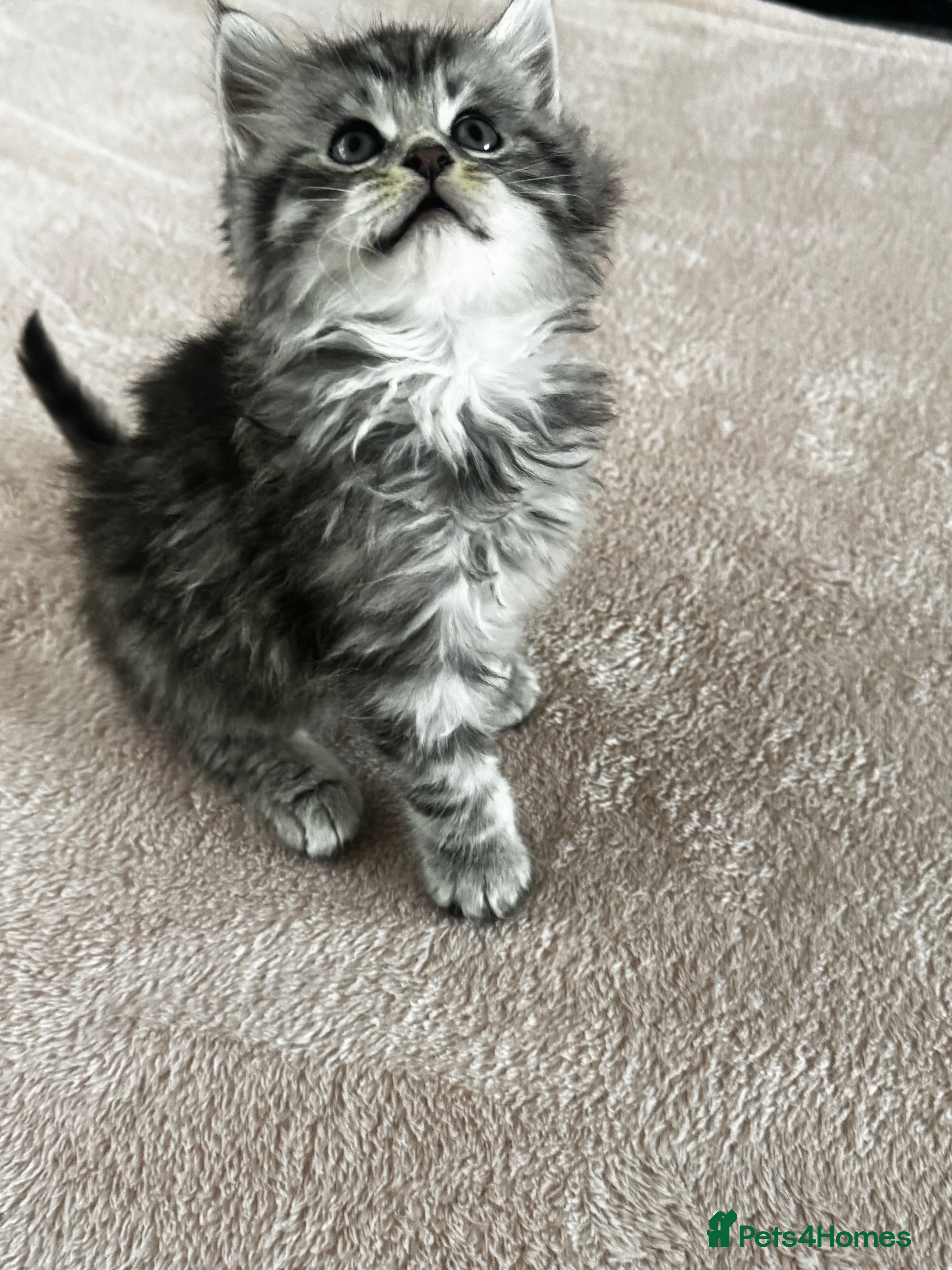 British Longhair cats British longhair and shorthair kittens - Advert 1