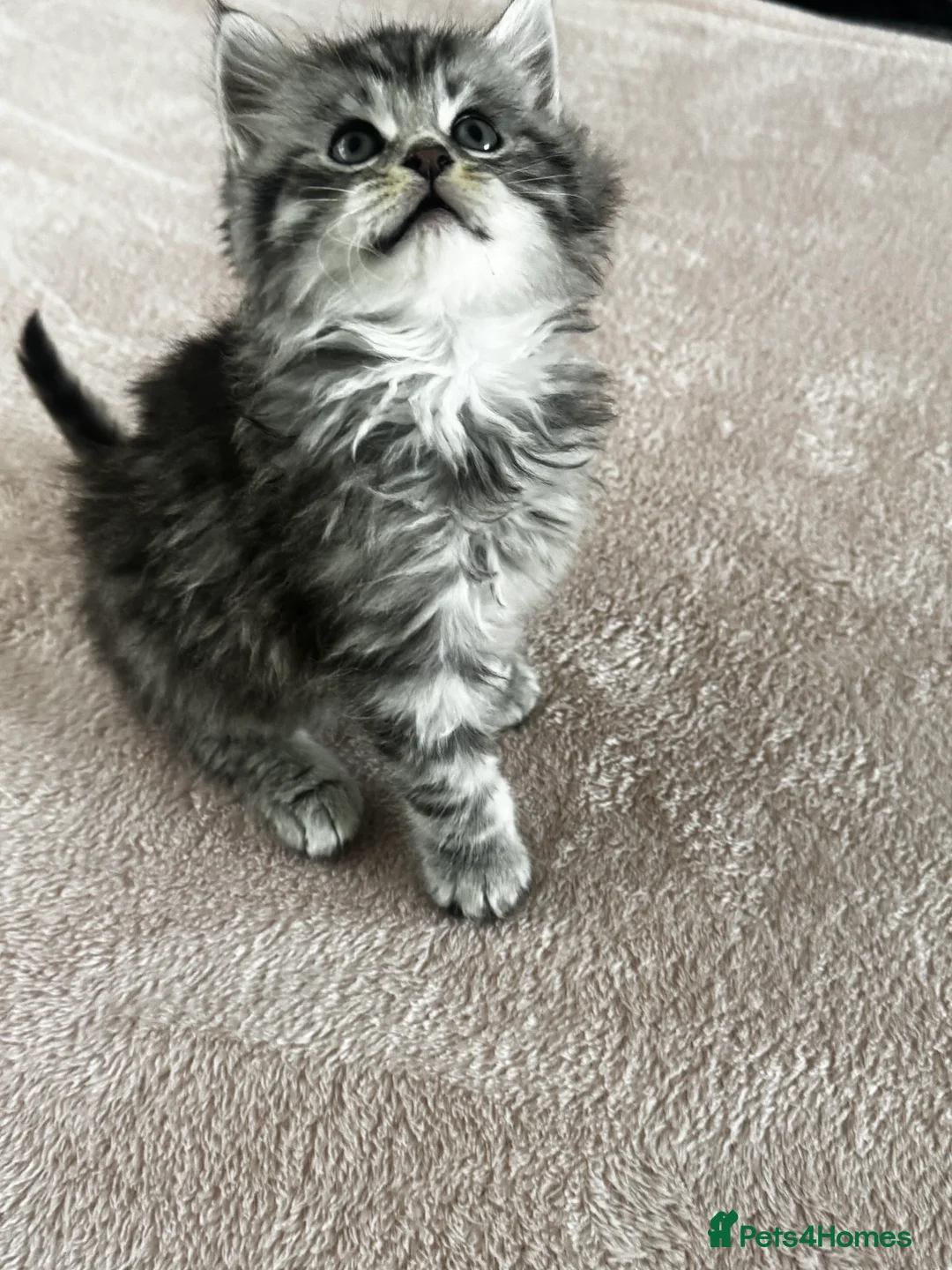 British Longhair cats for sale: British longhair and shorthair kittens - Advert 1