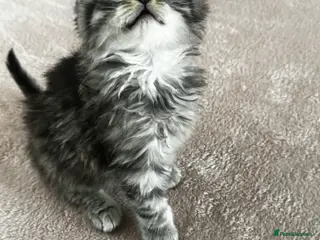 British Longhair cats British longhair and shorthair kittens - Advert 1