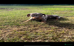 Dachshund dogs for sale: Dachshund - Image 7