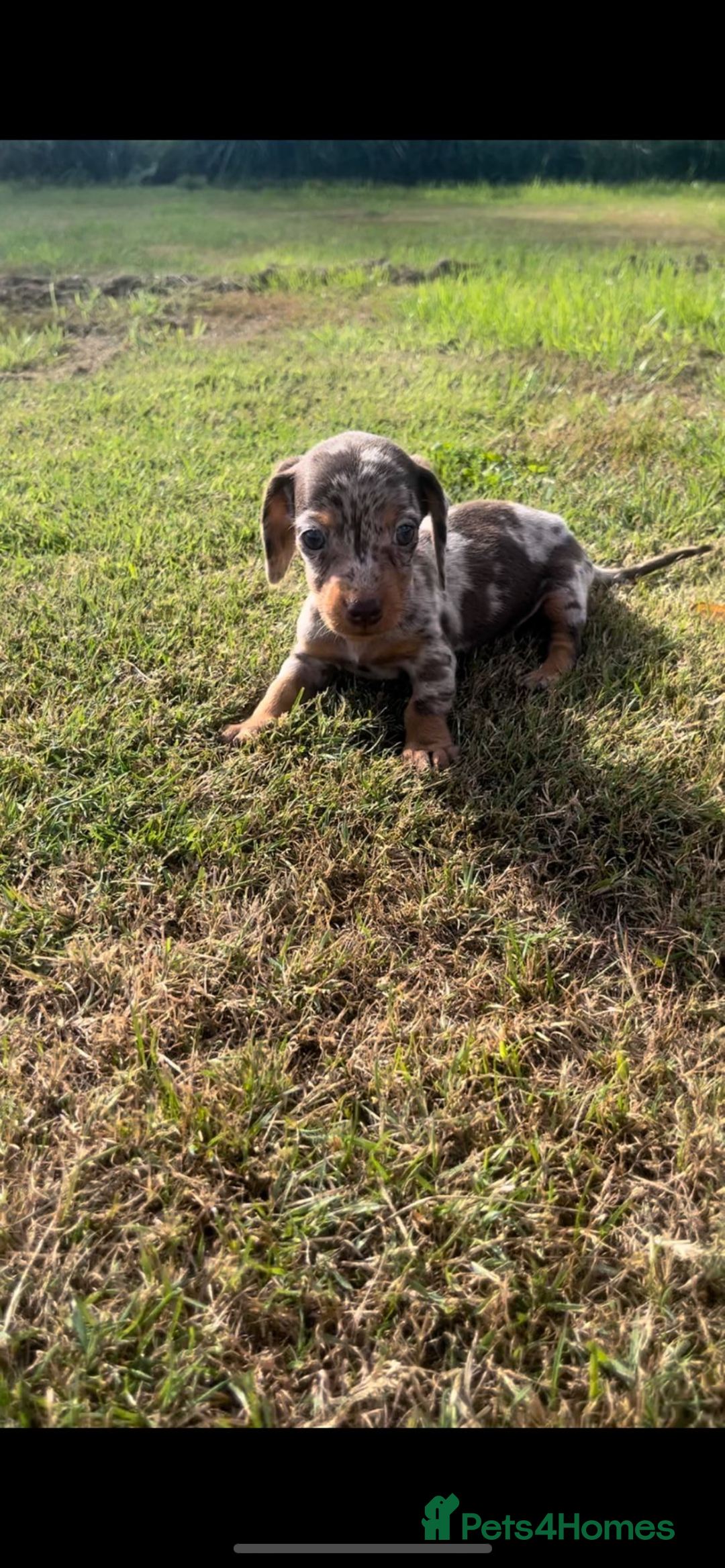 Dachshund dogs for sale: Dachshund - Image 7