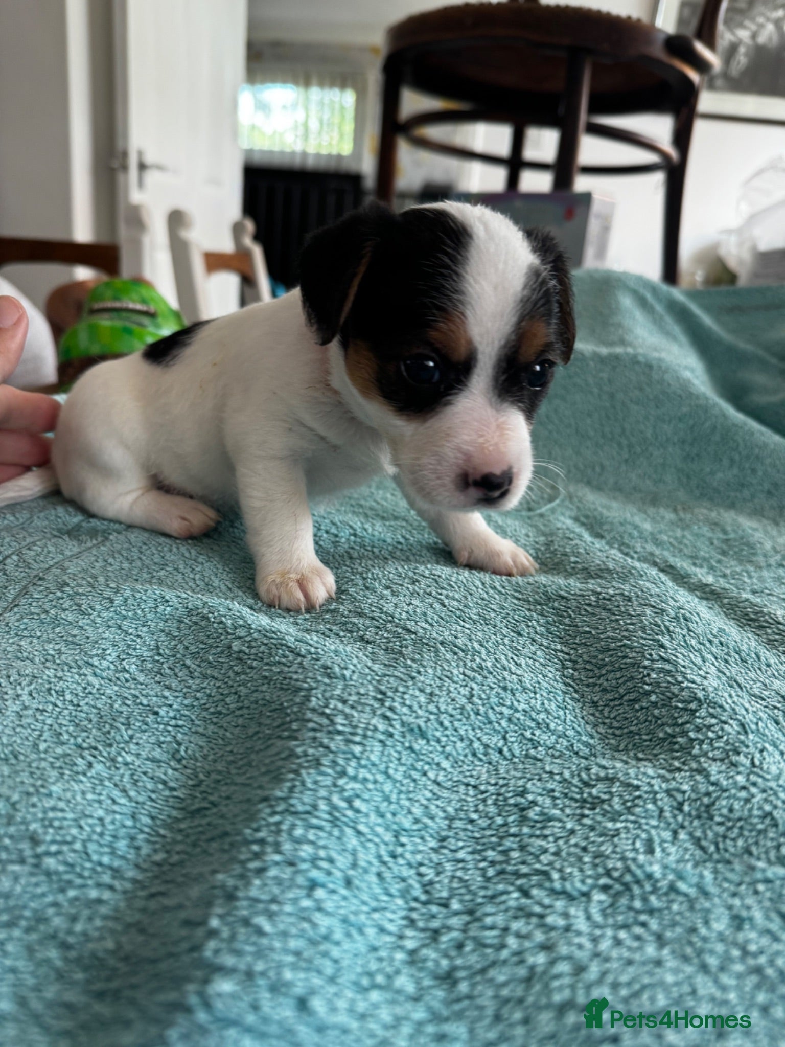 Jack Russell dogs 1 Female Jack Russell left  - Advert 11