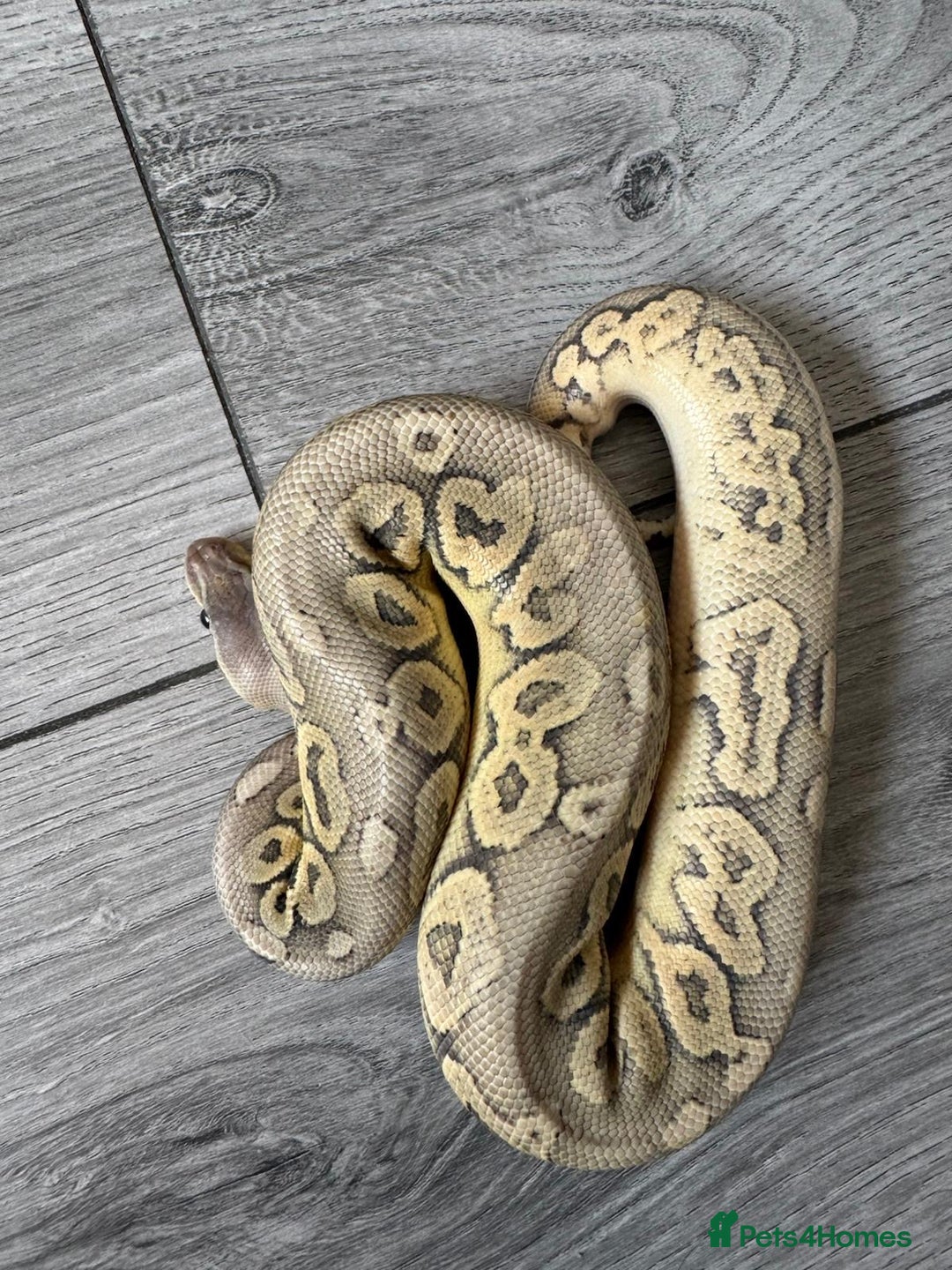 Python Snake reptiles for sale: Meet Mr Sprinkles - Image 10