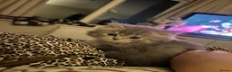 Persian cats for sale: 2 Persian kittens  - Advert 8