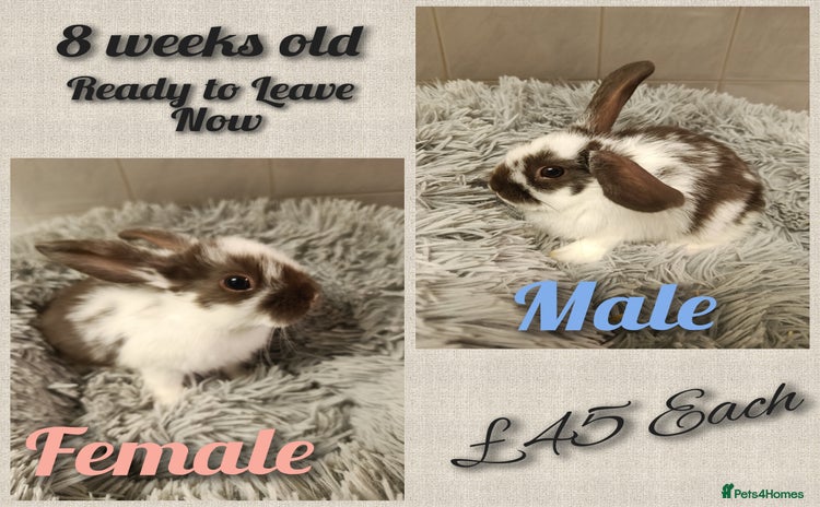 Mini Lop rabbits - Advert 3