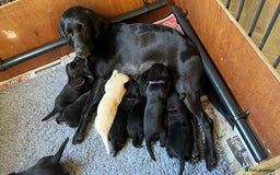 Labrador Retriever dogs for sale: Gorgeous Black Labrador Puppies  - Image 4