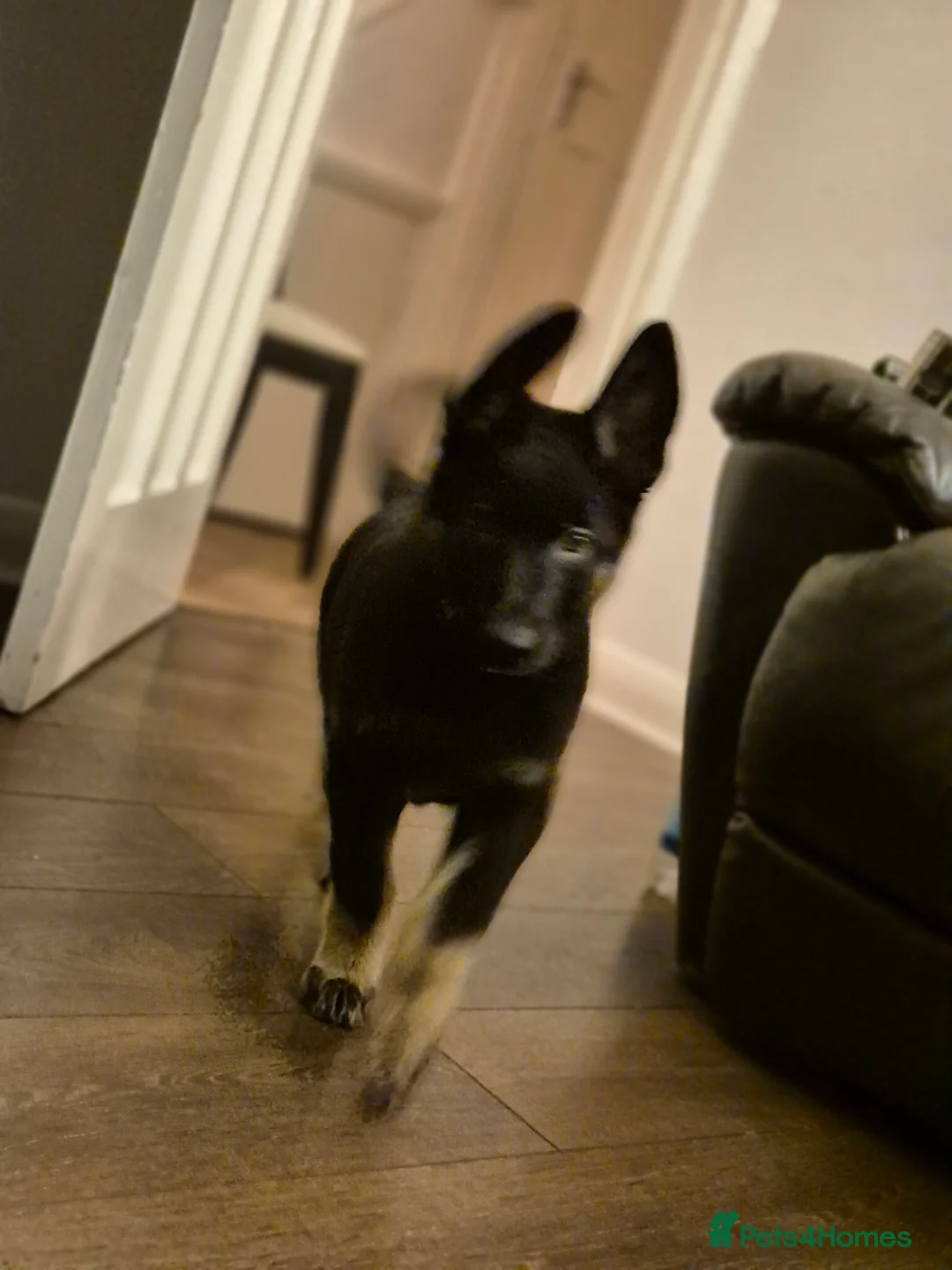 Mixed Breed dogs for sale: Jimmy in Teddington - Advert 7