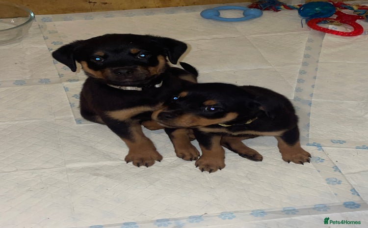 Rottweiler dogs - Advert 13