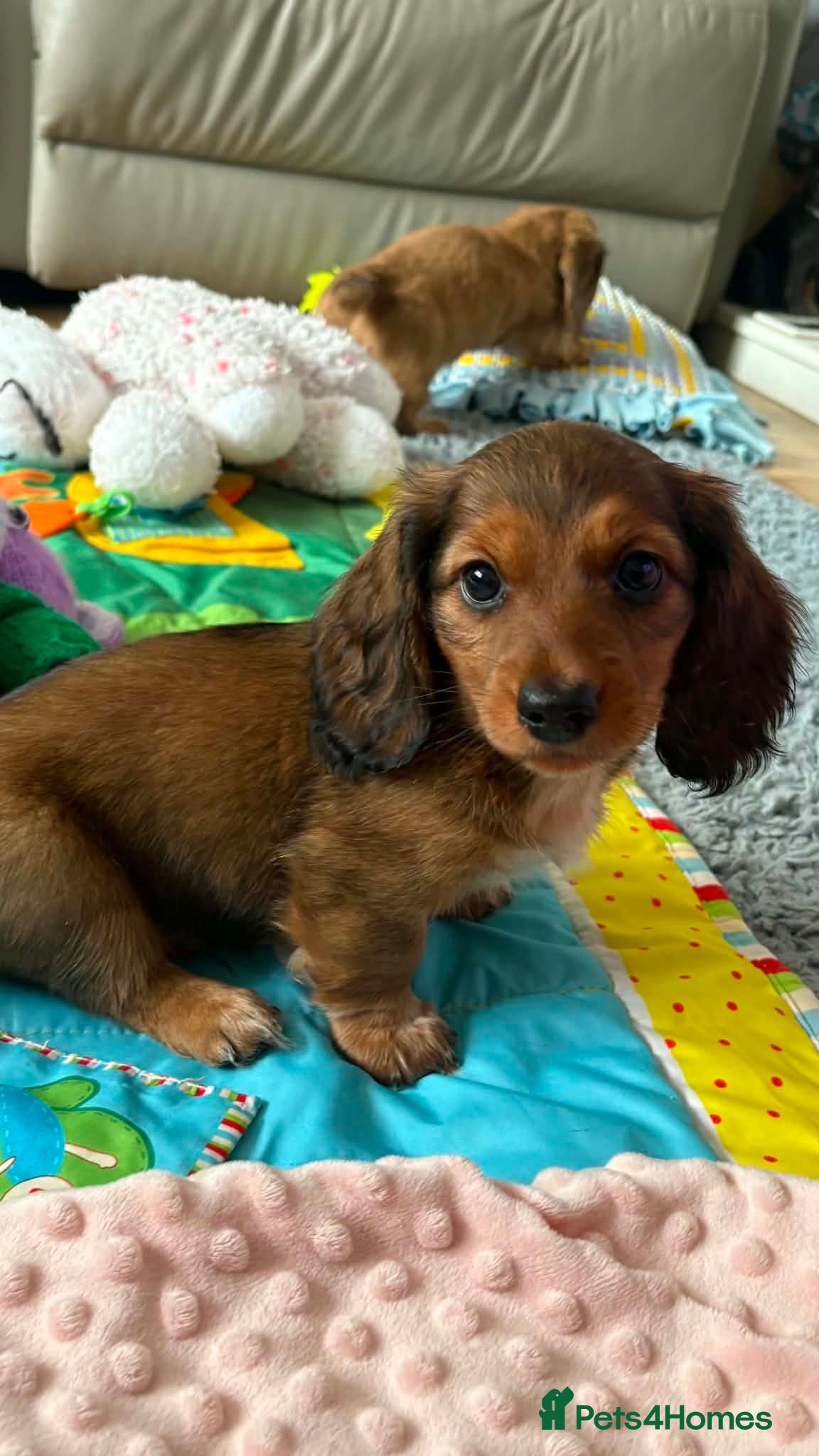 Dachshund dogs   Miniature KC-registered dachshund puppies  - Advert 2