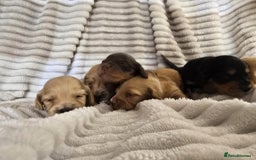 Miniature Dachshund dogs for sale: Longhair mini Dutchund - Image 4