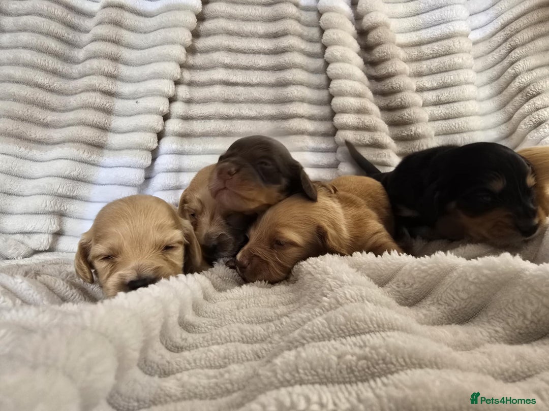 Miniature Dachshund dogs for sale: Longhair mini Dutchund - Image 4