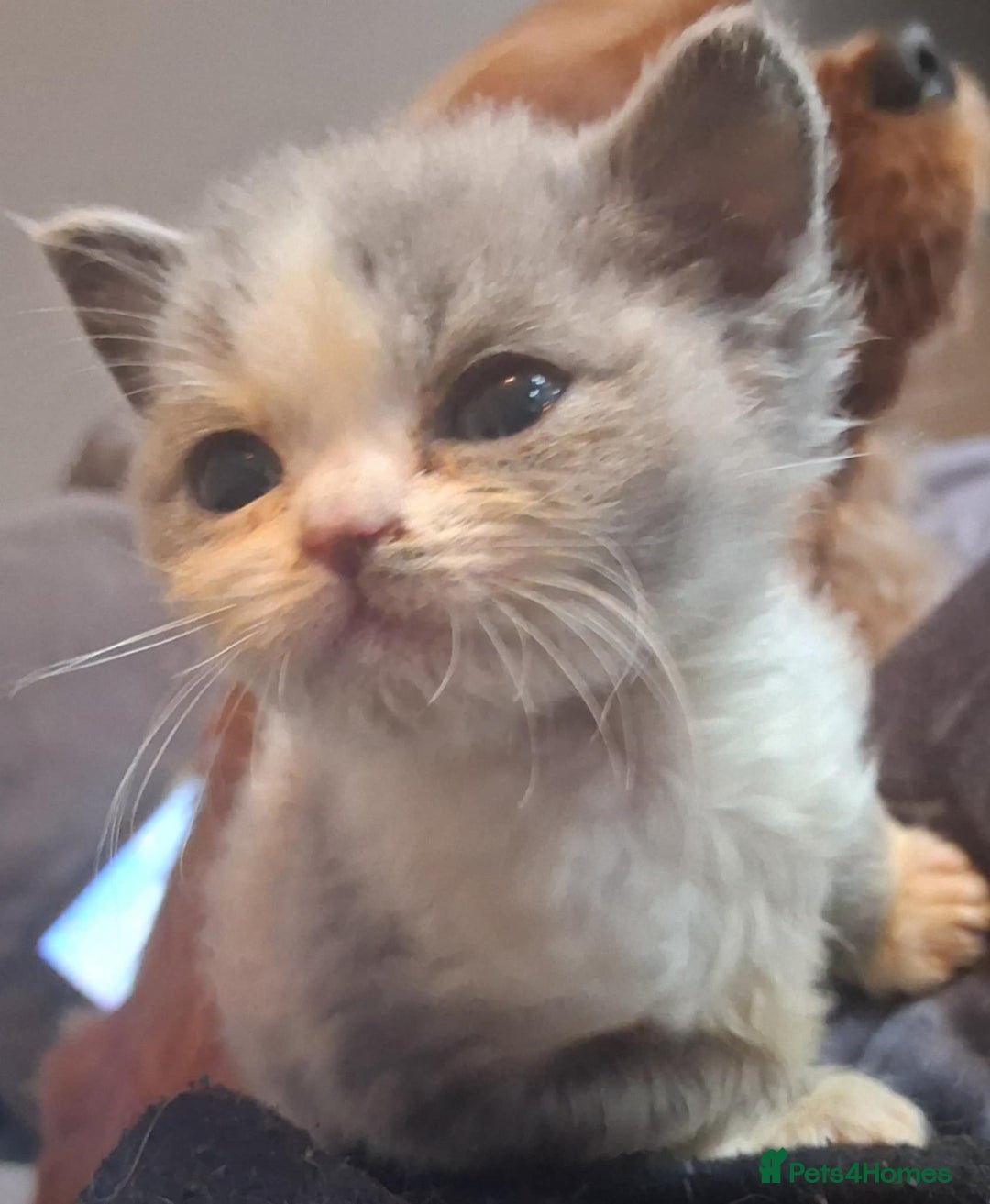 Mixed Breed cats for sale: Kittens looking for loving homes - Image 7