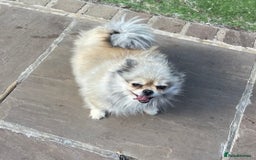 Pomeranian dogs for sale: Pomeranian retired female  - Image 3