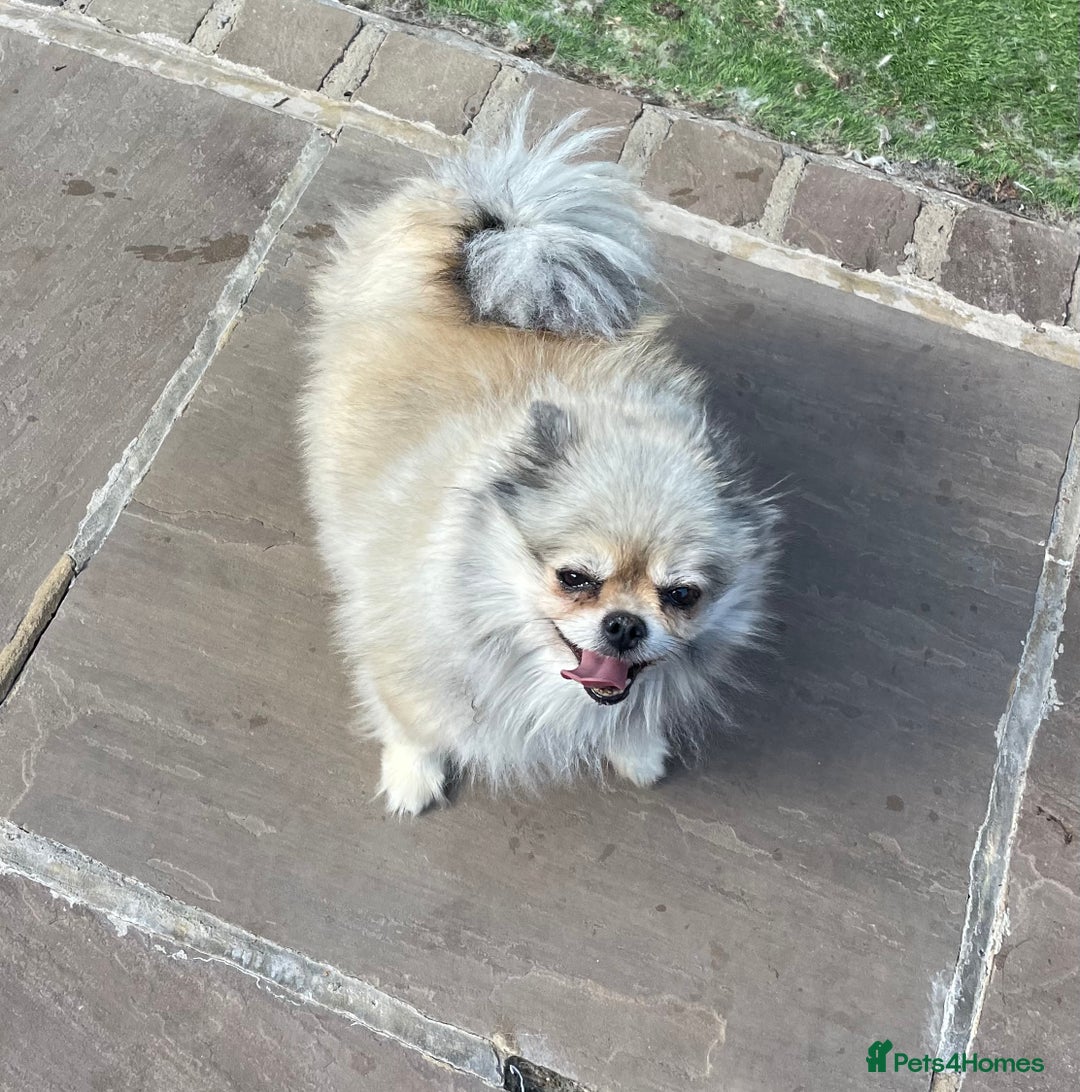 Pomeranian dogs for sale: Pomeranian retired female  - Image 3