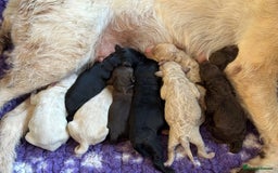 Labradoodle dogs for sale: PennyPink and Wesley  - Image 3