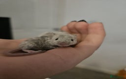Mouse rodents for sale: 3 girls and 5 boys - Image 1