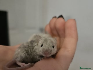 Mouse rodents - Advert 6