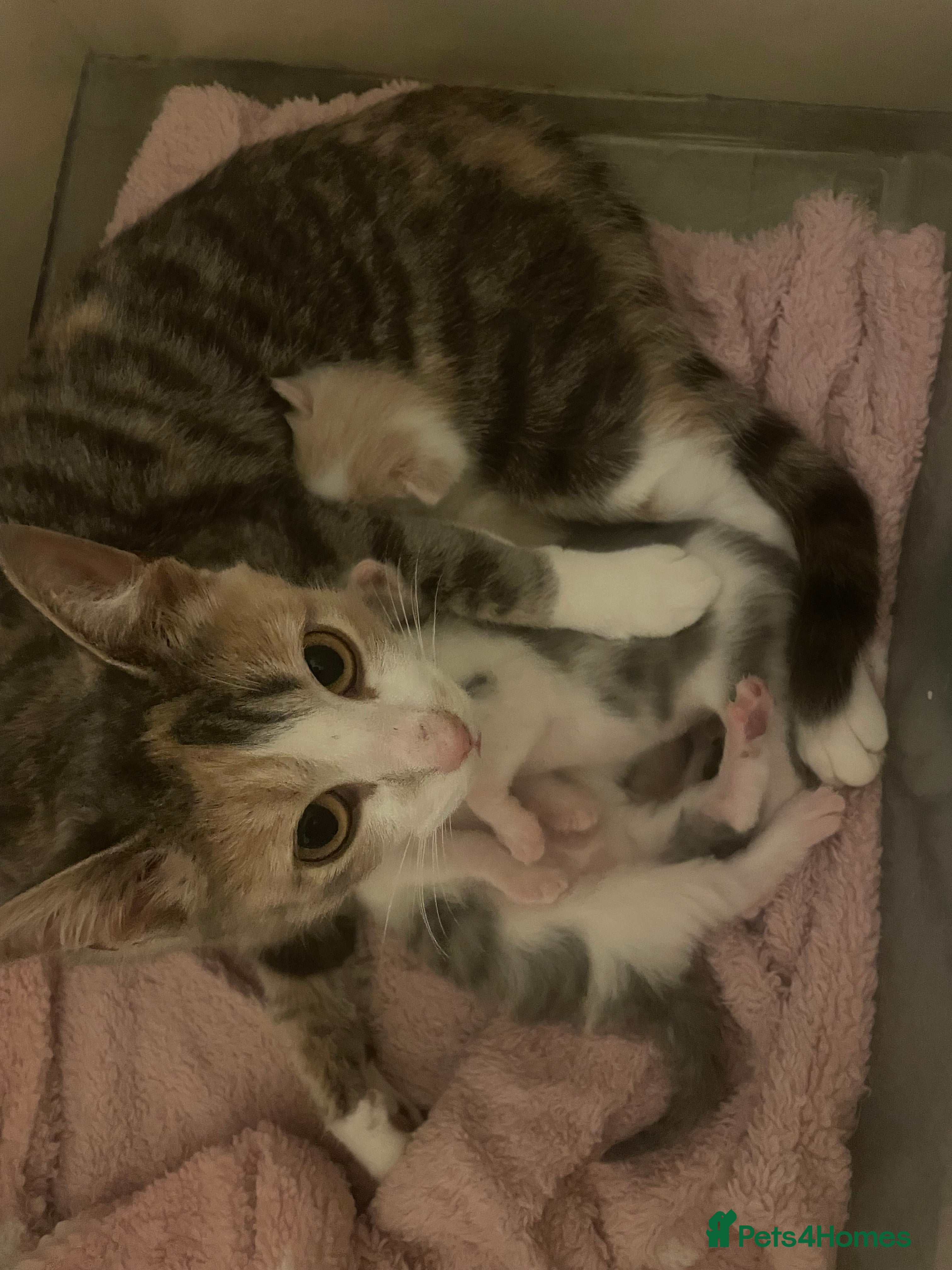 Mixed Breed cats 3 BOYS AVAILABLE - Advert 1