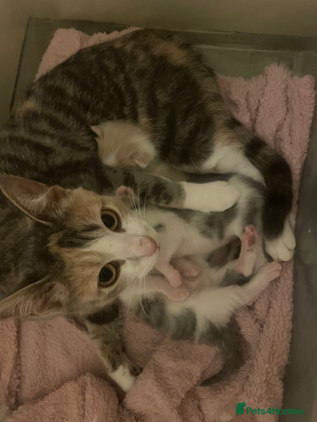 Mixed Breed cats for sale: 3 BOYS AVAILABLE - Advert 2