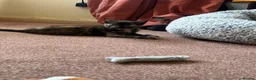 Mixed Breed cats for sale: 2 female kittens available and ready to go  in Totnes - Advert 3