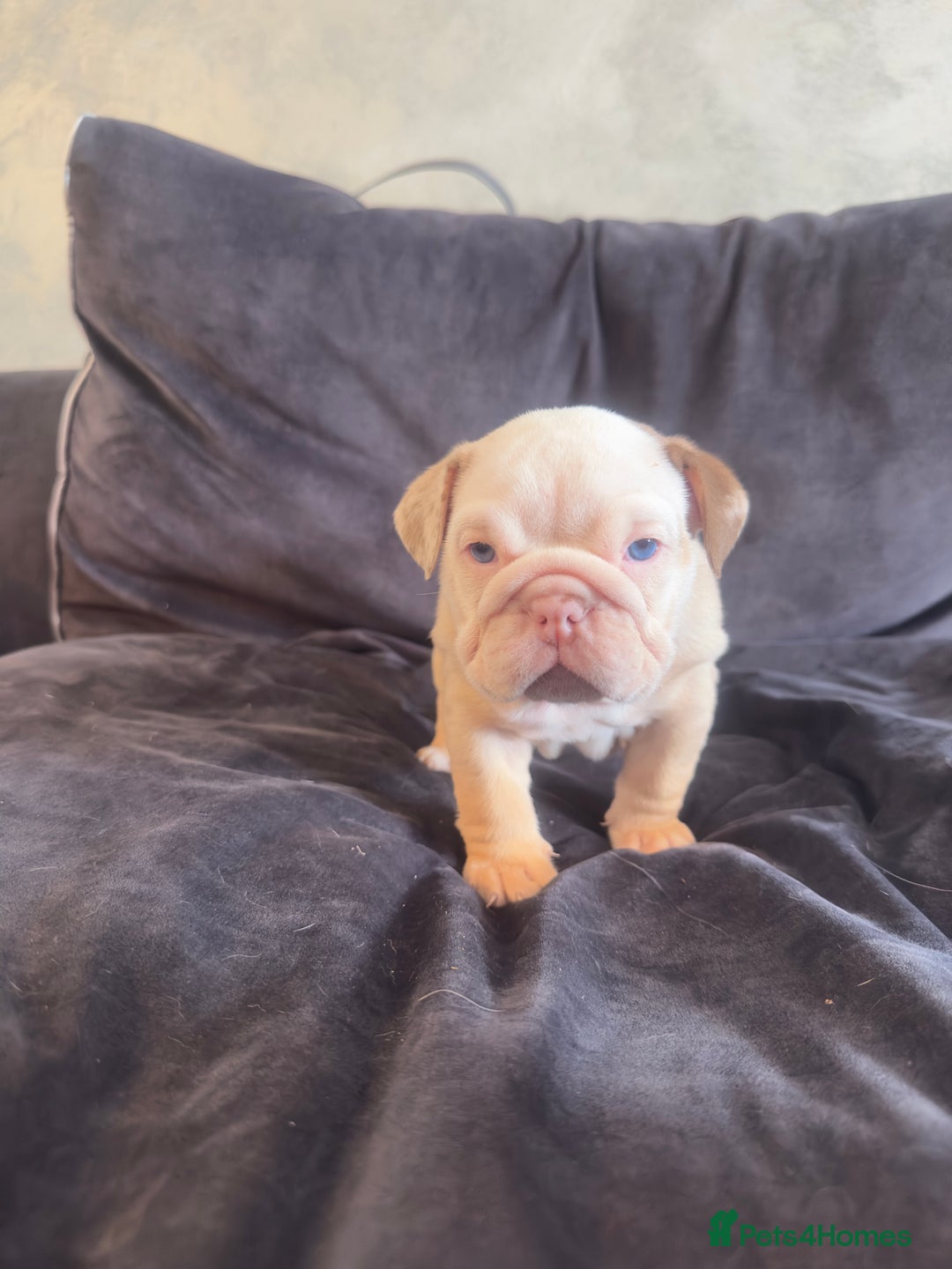 English Bulldog dogs for sale: **REDUCED **READY TO LEAVE CHUNKY ENGLISH BULLDOG - Image 23