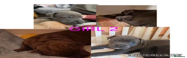Cane Corso 2