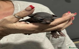 Sphynx cats for sale: 7 Sphynx Kittens  - Image 4