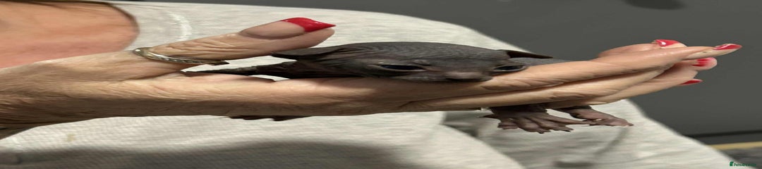 Sphynx Kitten 2