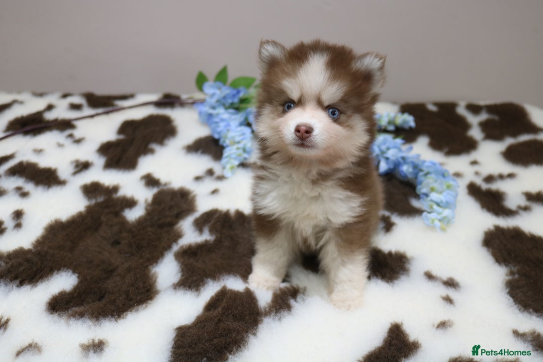 Pomsky dogs for sale: Pomsky puppies - Image 6