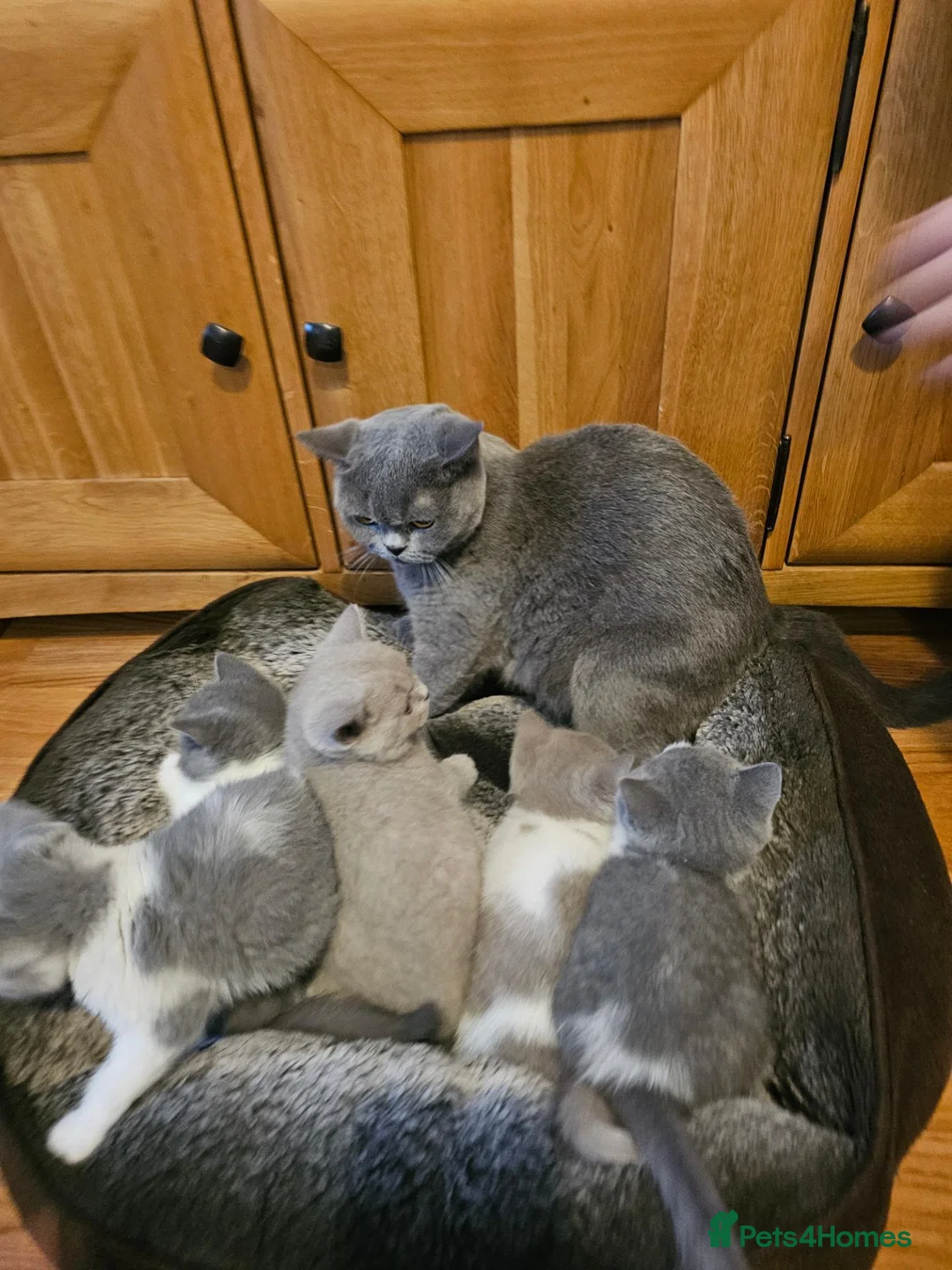 British Shorthair cats for sale: British shorthair kittens for sale.  - Advert 1