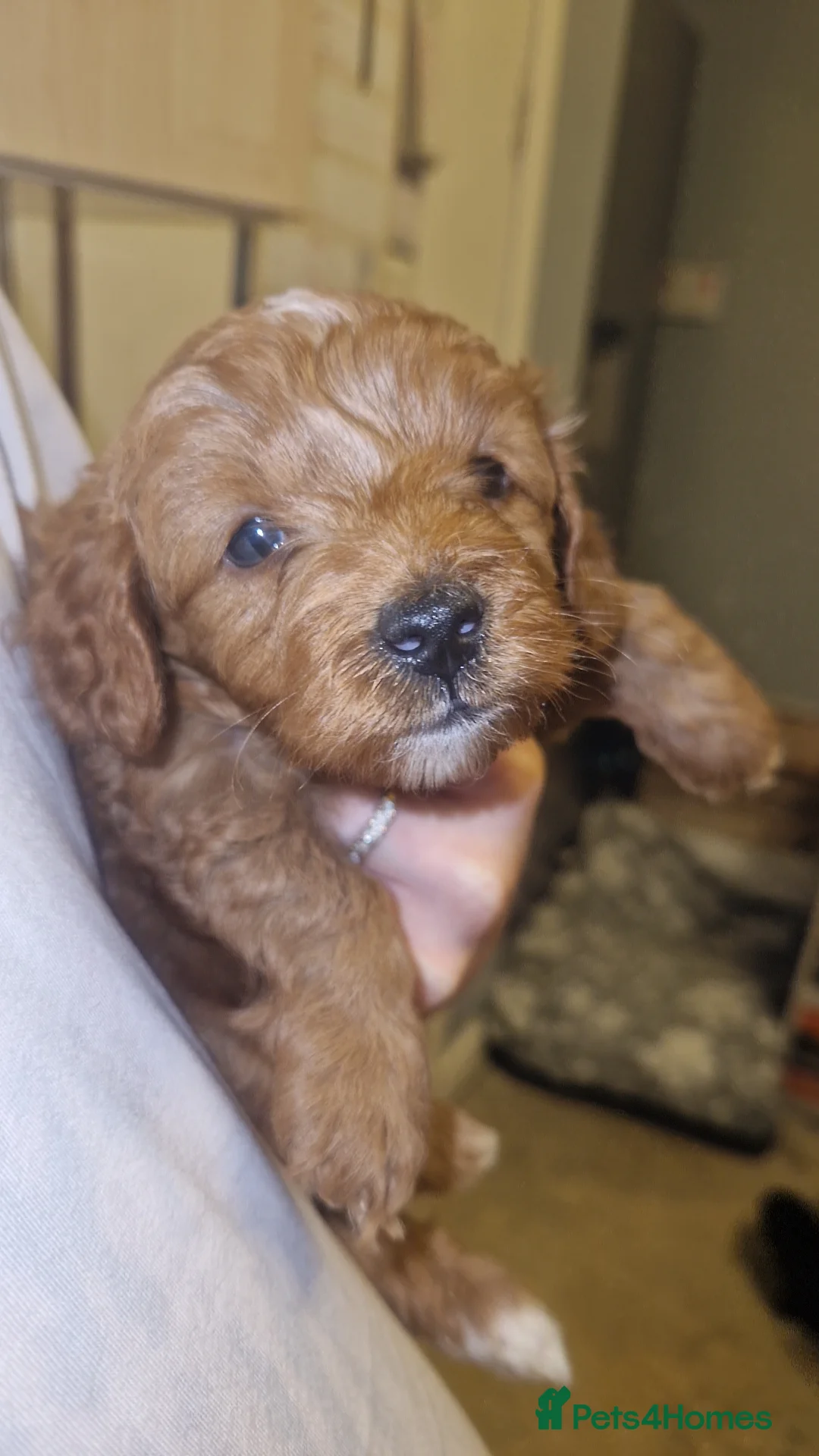 Cockapoo dogs for sale: Toy cockerpoos  - Advert 11