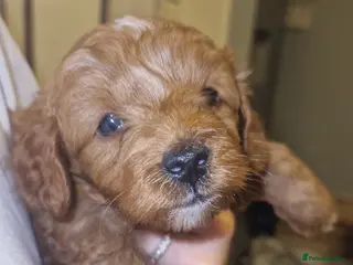 Cockapoo dogs Toy cockerpoos - Advert 16