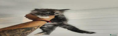 Maine Coon 4