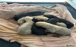 Lurcher dogs for sale: Working Lurcher  - Advert 10