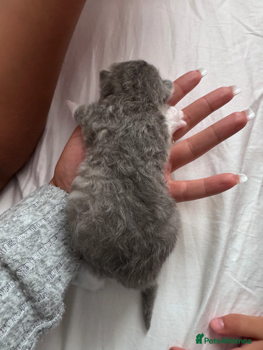 British Shorthair cats for sale: 🐾 Stunning British Shorthair × Persian Kittens 🐾 - Advert 10