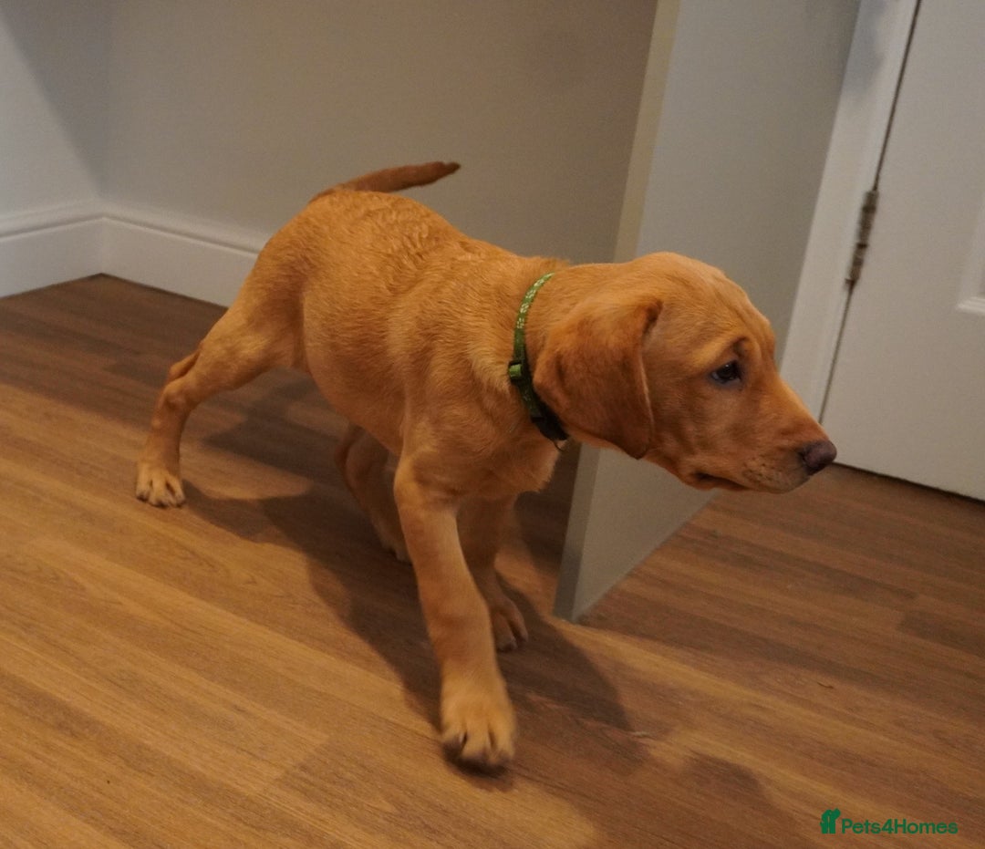 Labrador Retriever dogs for sale: Stunning KC Fox Red & Yellow Labrador Puppies - Advert 6