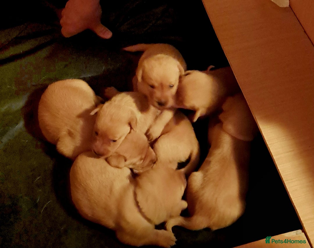 Labrador Retriever dogs for sale: Excellent KC Registered Fox Red Puppies For Sale - Image 13