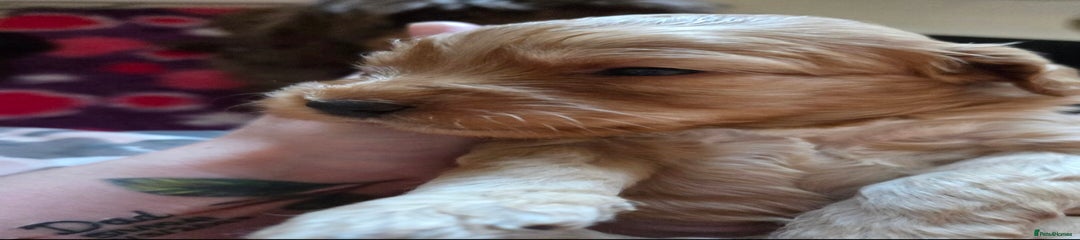 Cockapoo Puppy 6