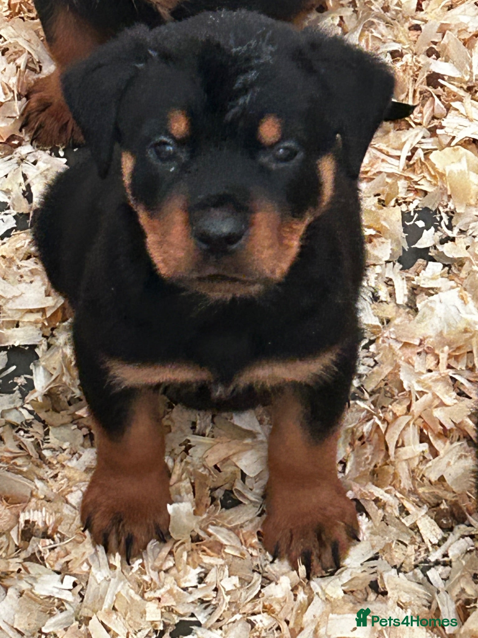 Rottweiler dogs Stunning puppies ready now  - Advert 1