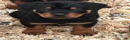 Rottweiler dogs for sale: Stunning puppies ready now  - Advert 1