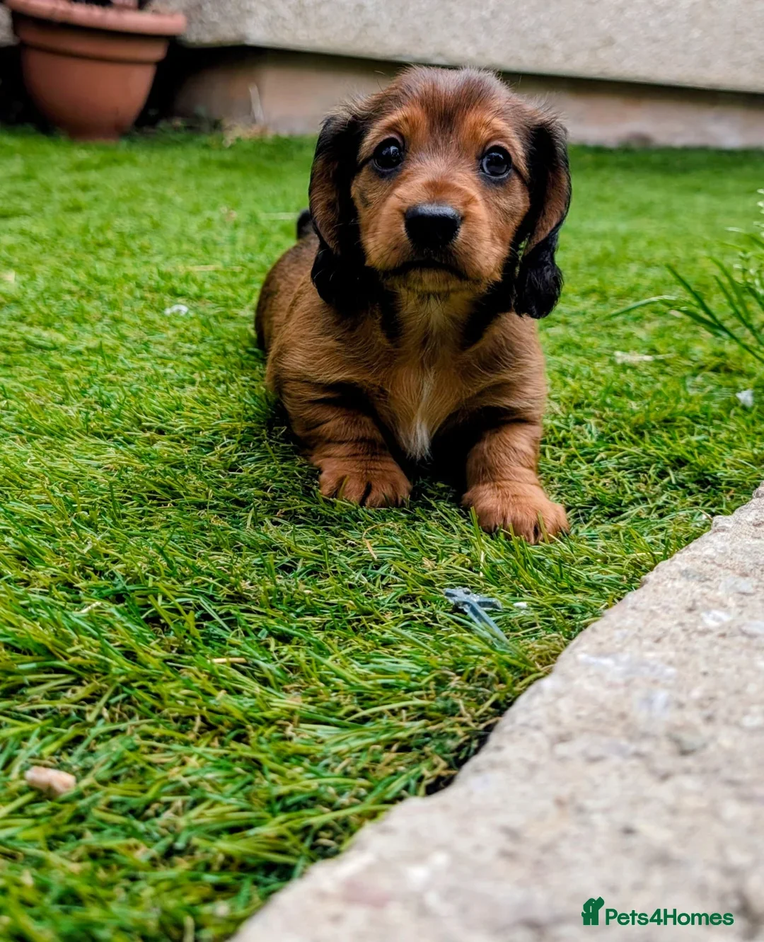 Miniature Dachshund dogs Ready Now, Miniature Dachshund, 2 Girls - Advert 2