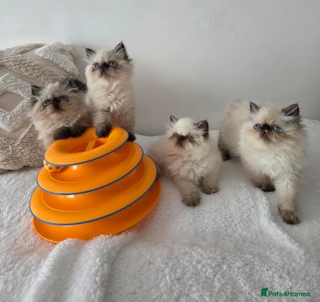 Persian cats for sale: Persian Himalayan Kittens - Advert 1