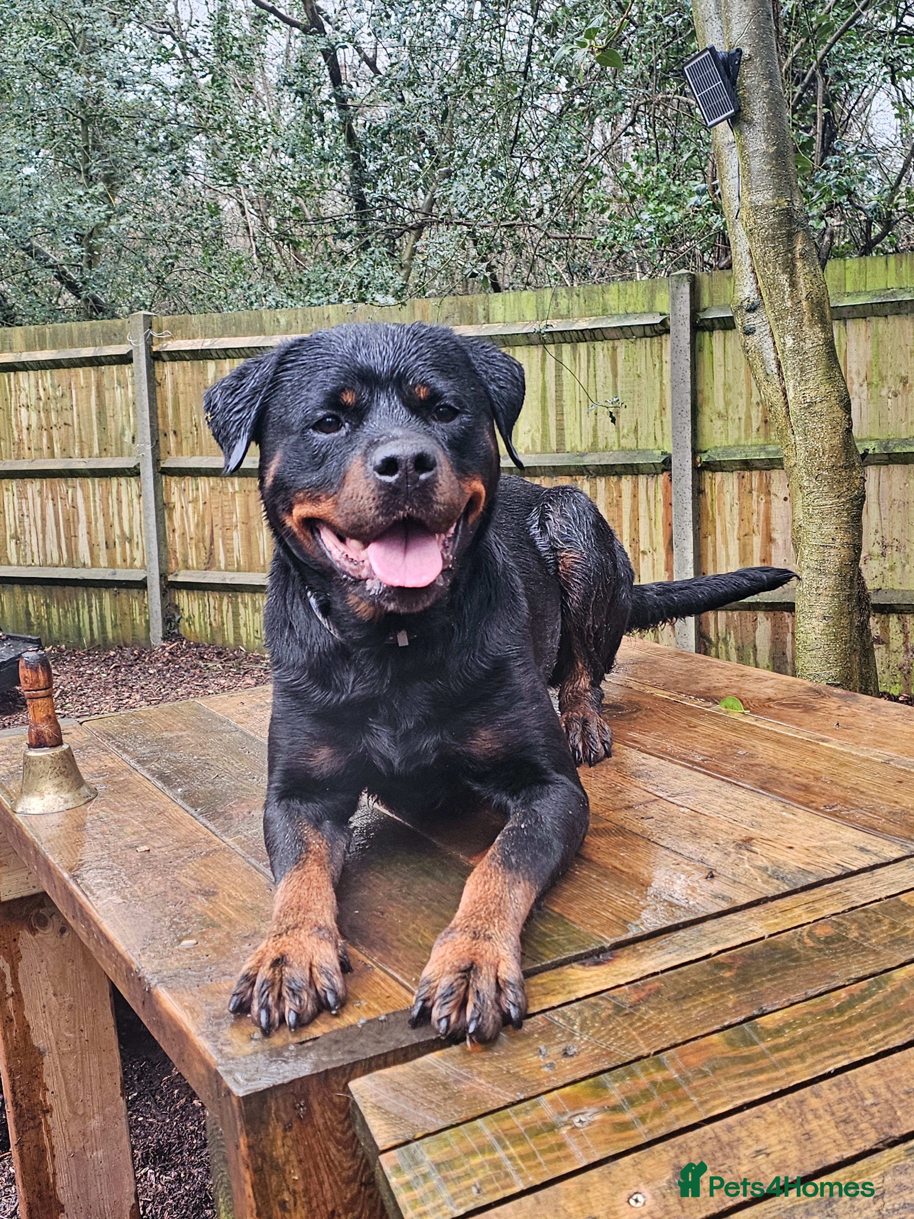Rottweiler dogs Loyal Rottweiler Looking for Her Forever Home - Advert 2