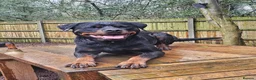 Rottweiler dogs for sale: Loyal Rottweiler Looking for Her Forever Home - Advert 1