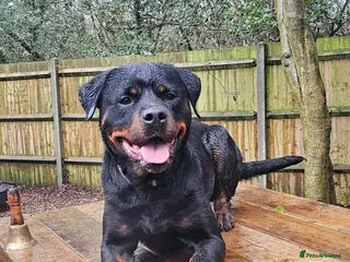 Rottweiler dogs Loyal Rottweiler Looking for Her Forever Home - Advert 2