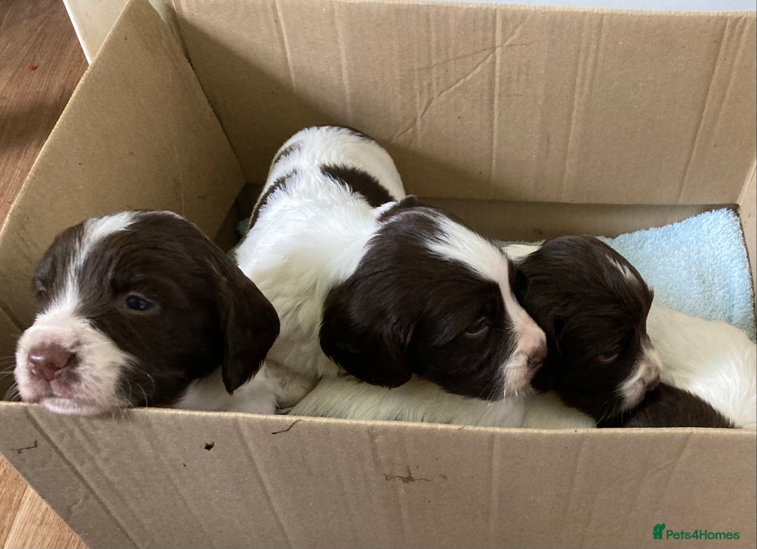 English Springer Spaniel dogs for sale: English Springer Spaniel Pups  - Image 10