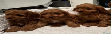 Cavapoo 4