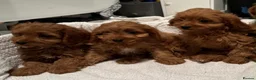 Cavapoo dogs for sale: Adorable Cavapoo Puppies Looking for Forever Homes - Advert 9